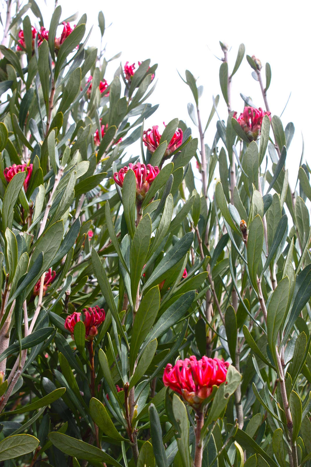 Swallows Nest Farm Tasmanian Waratahs