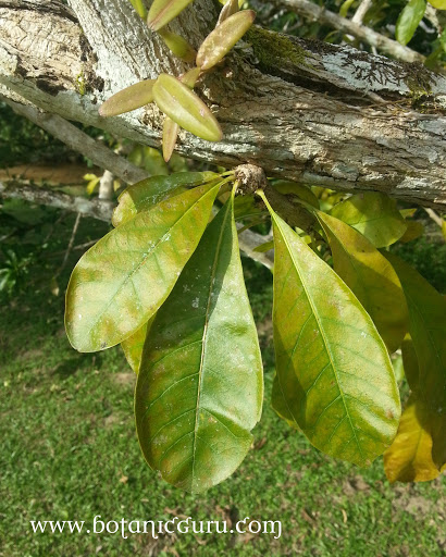 Crescentia cujete, Calabash Tree, Gourd leaves