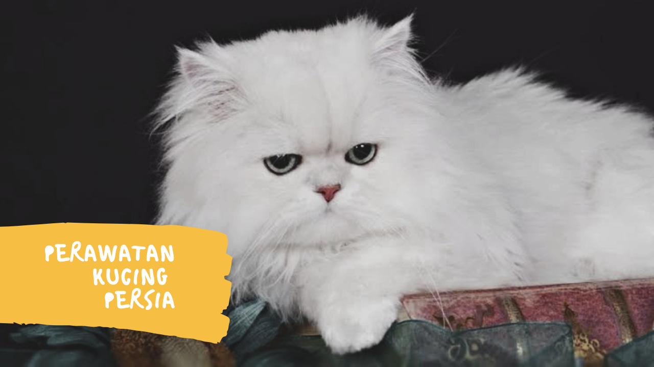 Dikenal Ribet, Ternya Begini Perawatan Kucing Persia