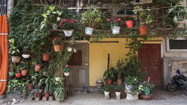 Vietnamese turned a five-storey house into a vertical garden 5-storey house covered with vines by the former lecturer of Hanoi University of Civil Engineering, spent 30 years tending to the unique "tree house".