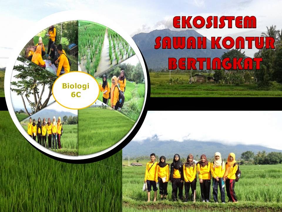 Ilustrasi detail ekosistem sawah yang memperlihatkan interaksi antar organisme dan komponen abiotik.