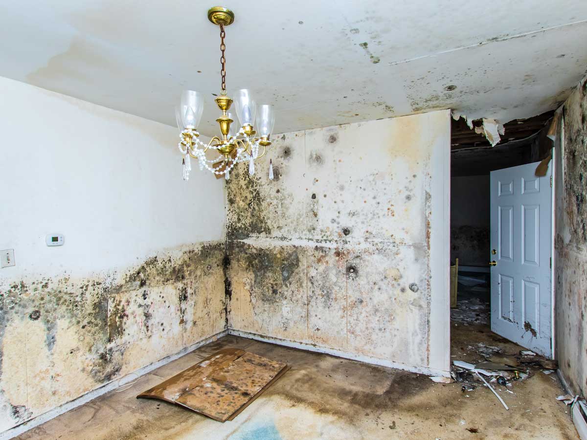 How dangerous is living with black mold? r/answers
