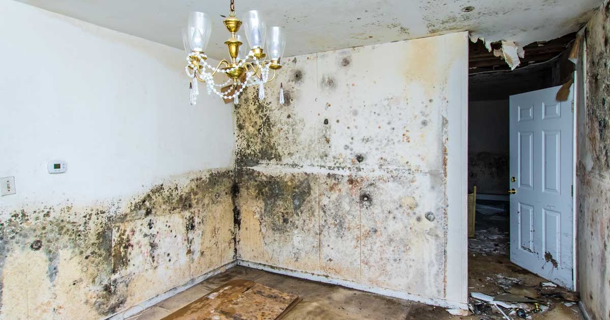 Signs of black mold growth?