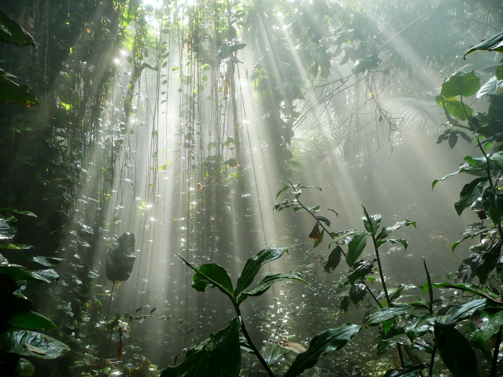 Genesis Nature Blog: Rainforests