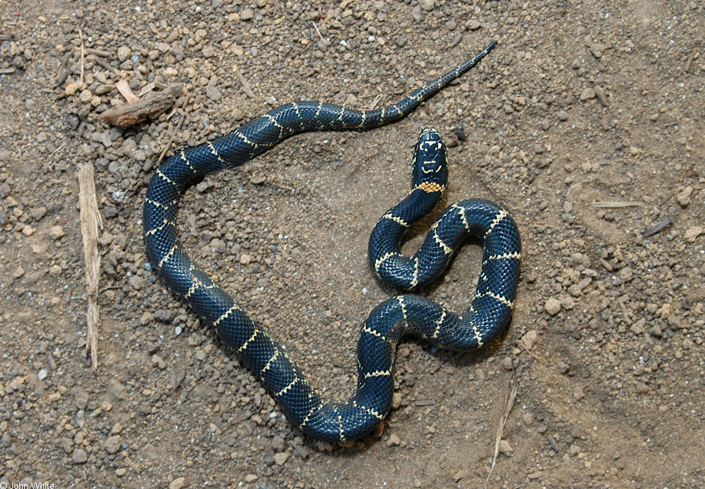 florida snake escape florida snake escape