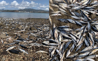 Mayotte : Des milliers de poissons morts retrouvés gisant dans l’eau à Dzaoudzi