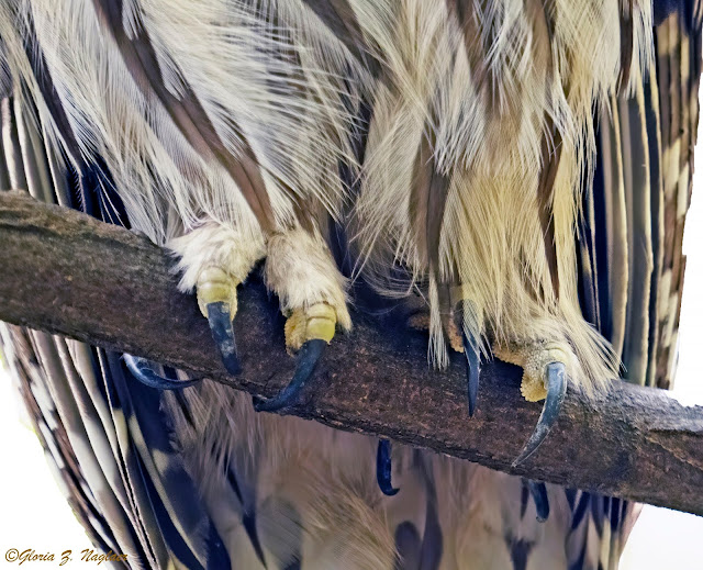Close up of an owl, showing about 4" of body above and below the branch it is perched on. The claws are lightly curved around the branch and are black and curved like exotic swords. They look to be about one and a half to two inches long. The feathers are cream, brown, and dark brown. They fall in a tumble worthy of Janis Joplin or Steven Tyler.