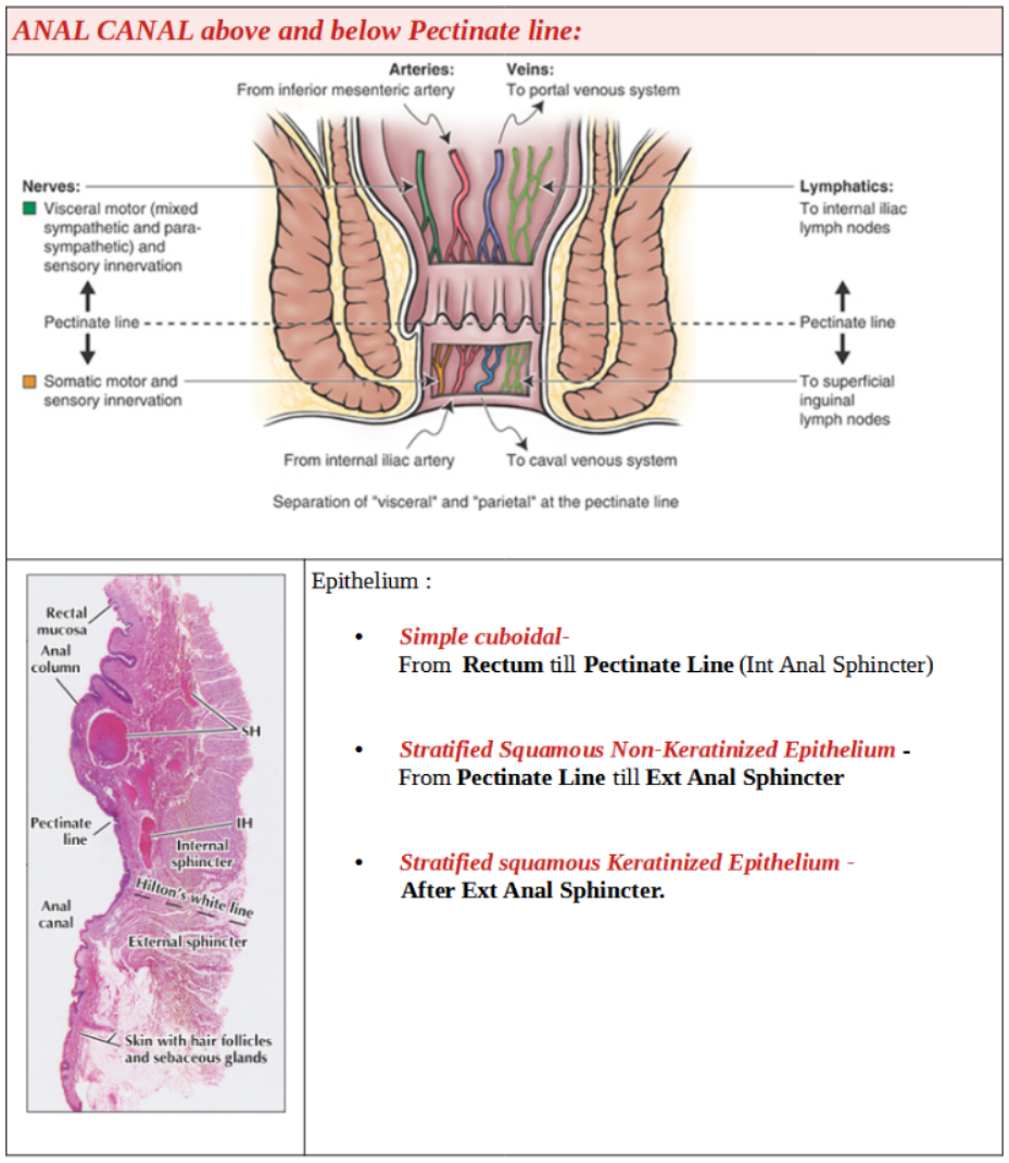 Anal canal above and below Pectinate line.
