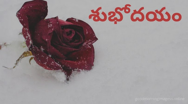 good morning images in telugu, wednesday good morning images in telugu, saturday good morning images in telugu, good morning telugu kavithalu images, telugu love good morning, good morning wishes in telugu, inspirational good morning quotes in telugu, good morning quotes telugu for friends, telugu good morning kavithalu