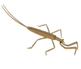 Jpirasutoihxzmj カマキリ イラスト カマキリ イラスト 無料