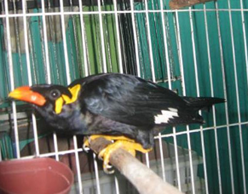 Jual Burung Kicau Maret 2016