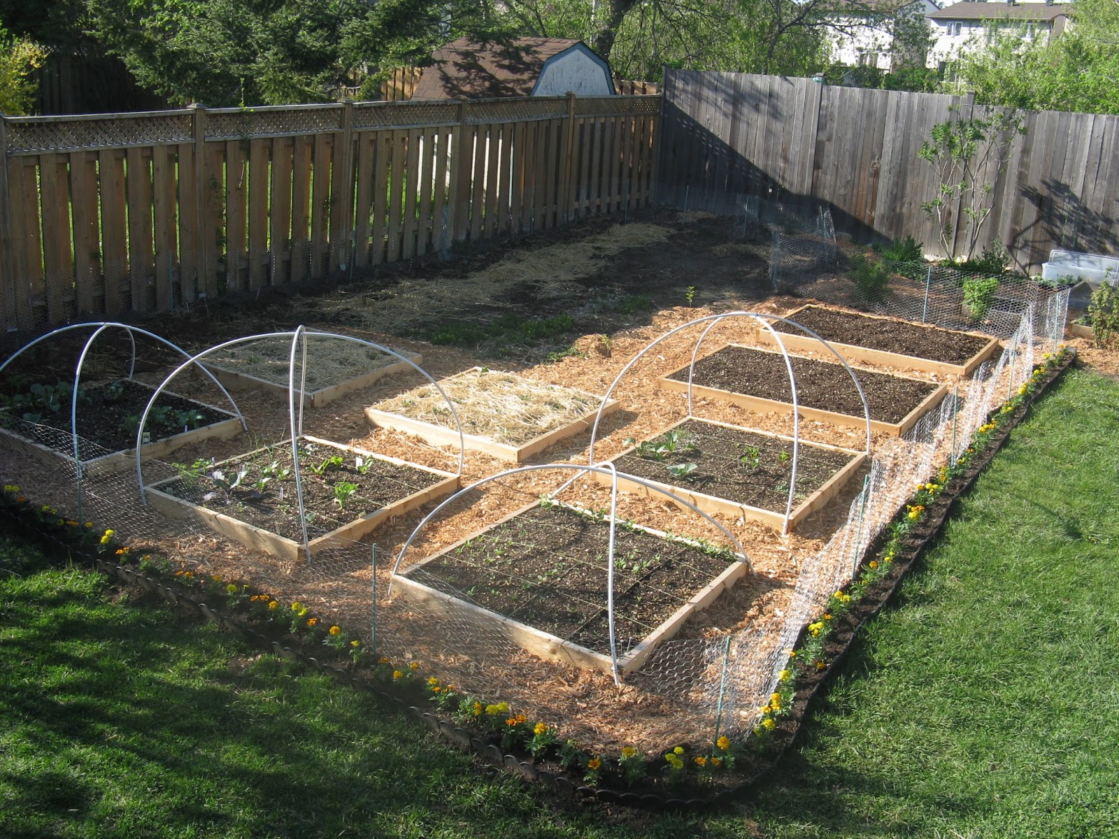Raised Food: chicken-wire fence all around