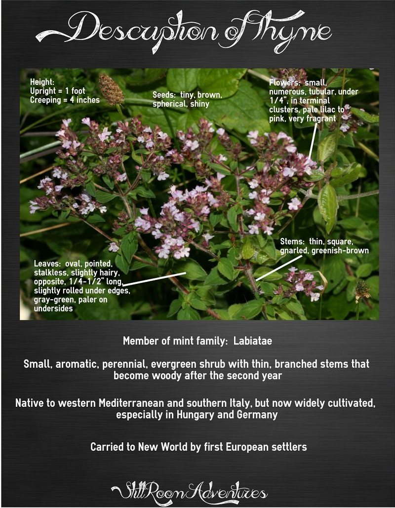 Description of Thyme