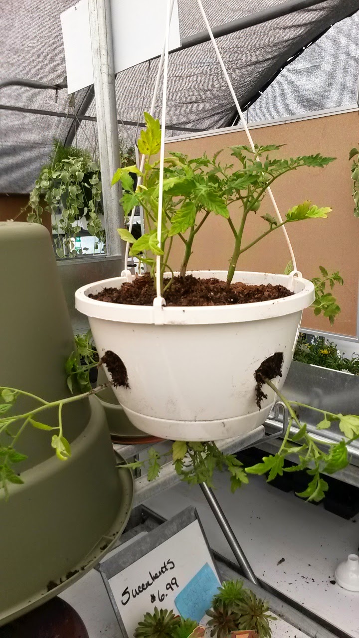 YOUR MINNESOTA GARDEN Make A Hanging Basket With 4 Tomato & 4 Pepper