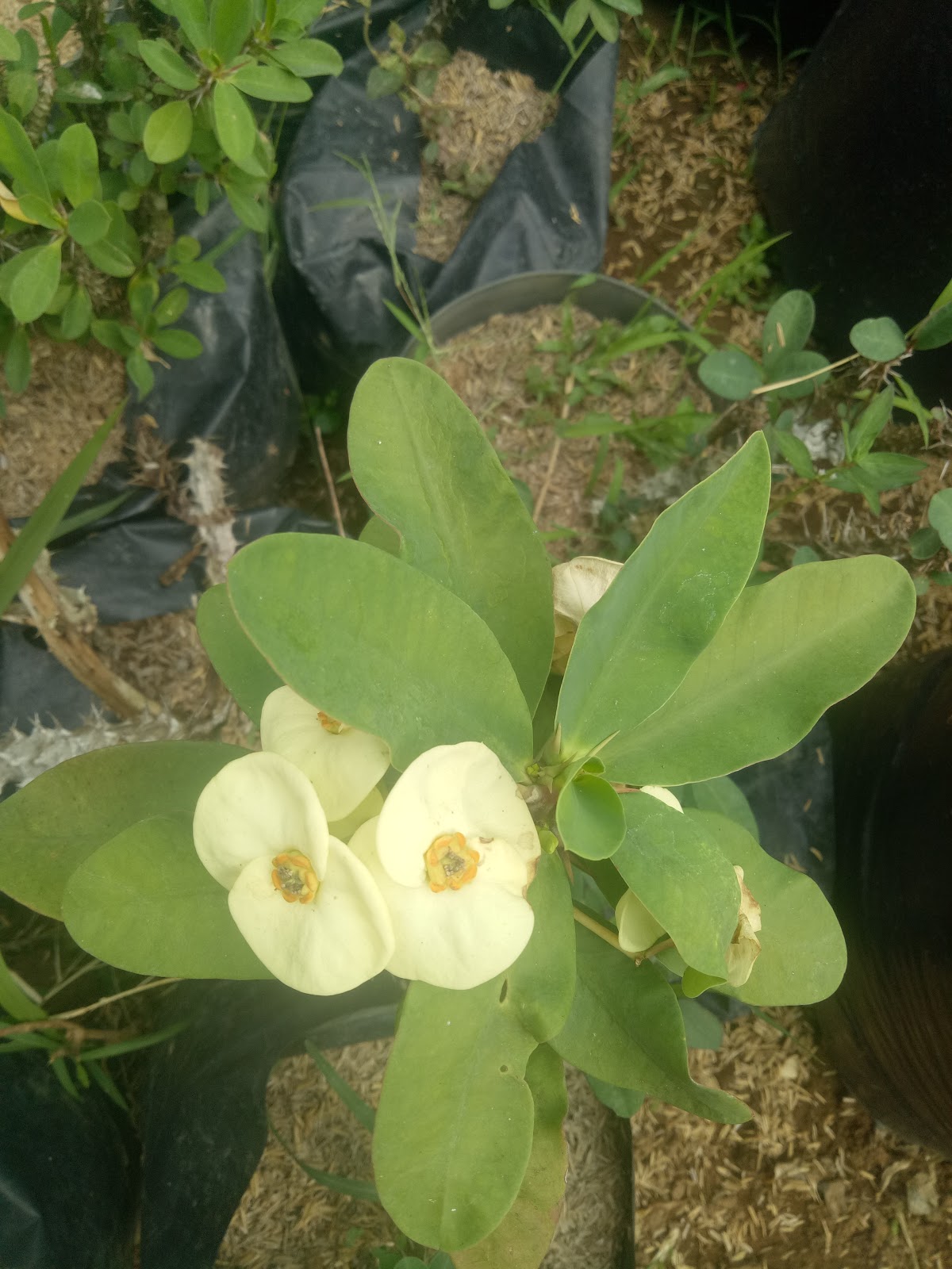 Tren Untuk Harga Tanaman Euphorbia - Bunga Hias