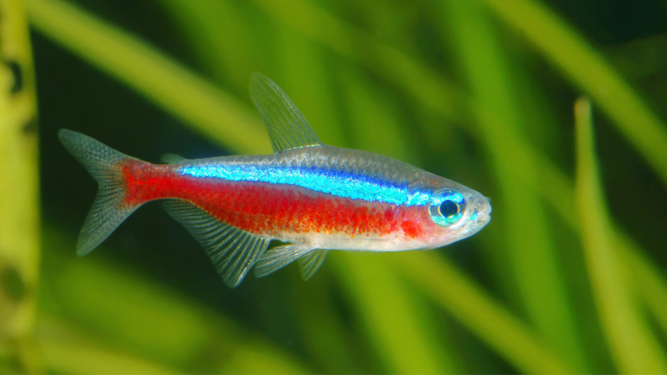 Perbedaan Antara Ikan Neon Tetra Dan Cardinal Tetra ICAL OFISH