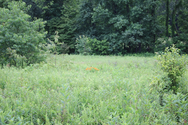field in cades cove full of weeds