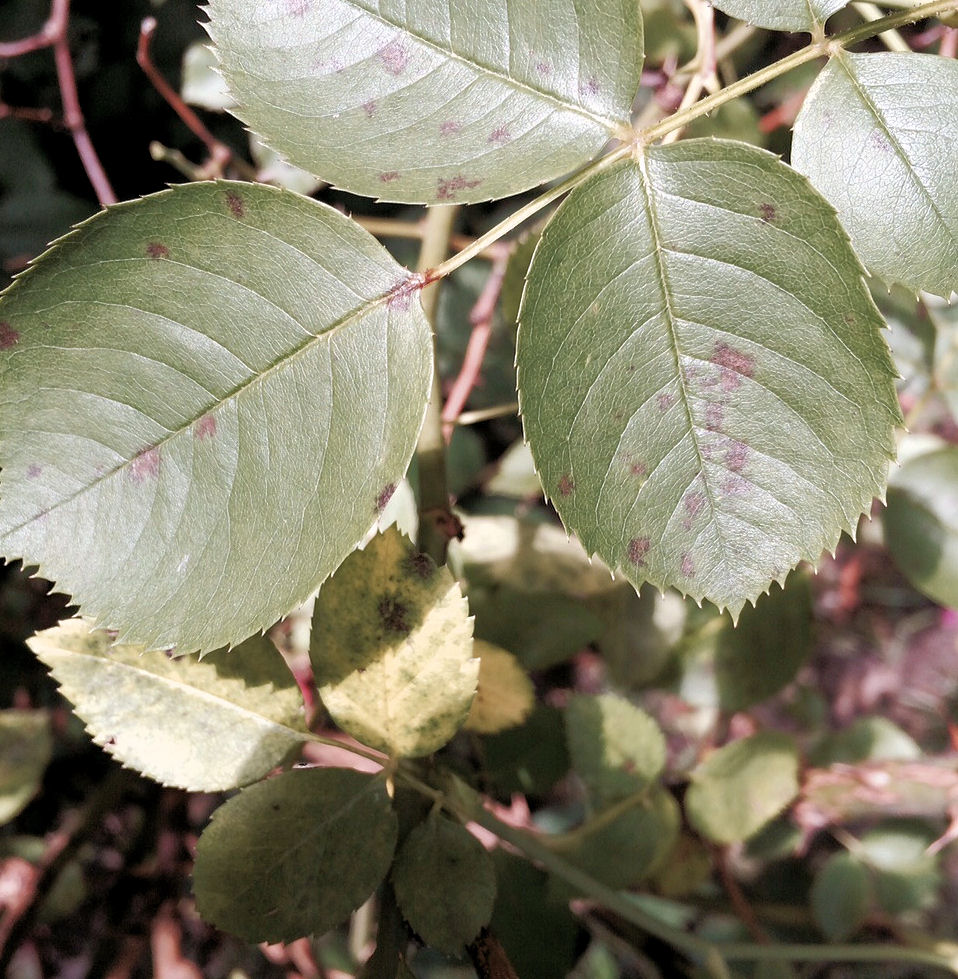 KPN Lawn Care What are the black spots on my rose bushes?