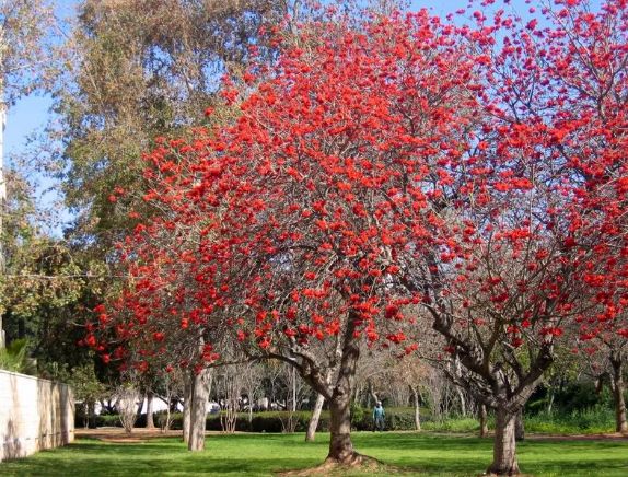 tree coral erythrina indica trees flower birds arunachala land resplendently adorned most