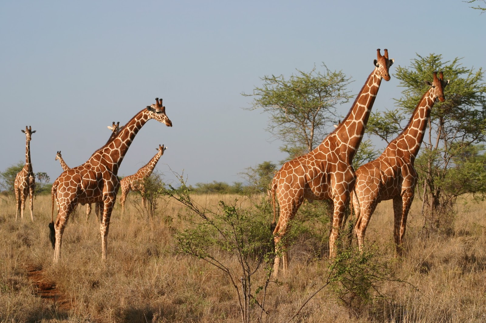 LETS GO TRAVEL KENYA (SAFARIS) Kenyan Safari in Images (Part 2)