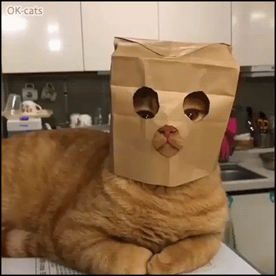 Funny Cat GIF • HaHa Ginger cat wearing a paper bag on head. “Now I am invisible, nobody can see me!” Funny Cat GIF • HaHa Ginger cat wearing a paper bag on head. “Now I am invisible, nobody can see me!”