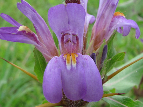 HYGROPHILA AURICULATA (Asteracantha longifolia/Hygrophila HYGROPHILA AURICULATA (Asteracantha longifolia/Hygrophila