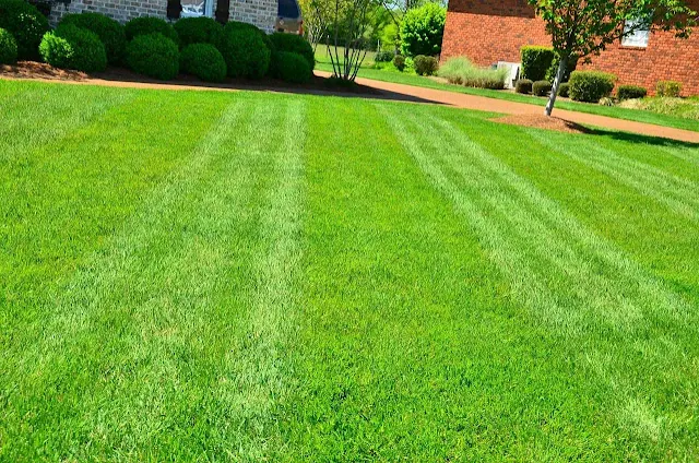 Tips For Taking Better Care of Your Lawn When It Feels Like Too Much