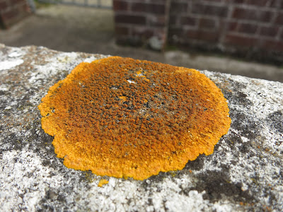 Caloplaca aurantia - flat, circular, several inches across, bright orange, on top of wall.