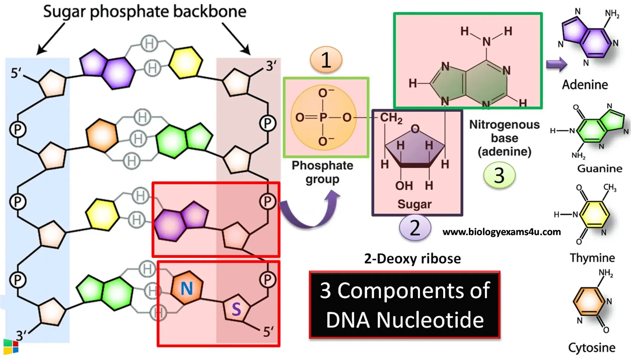 Which Are The 3 Components Of DNA Nucleotide Types Of Bonds In A DNA 