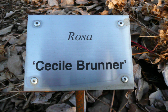 Rosa, Cecile Brunner, cedar creek oregon