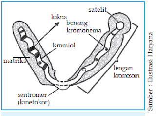 Struktur kromosom