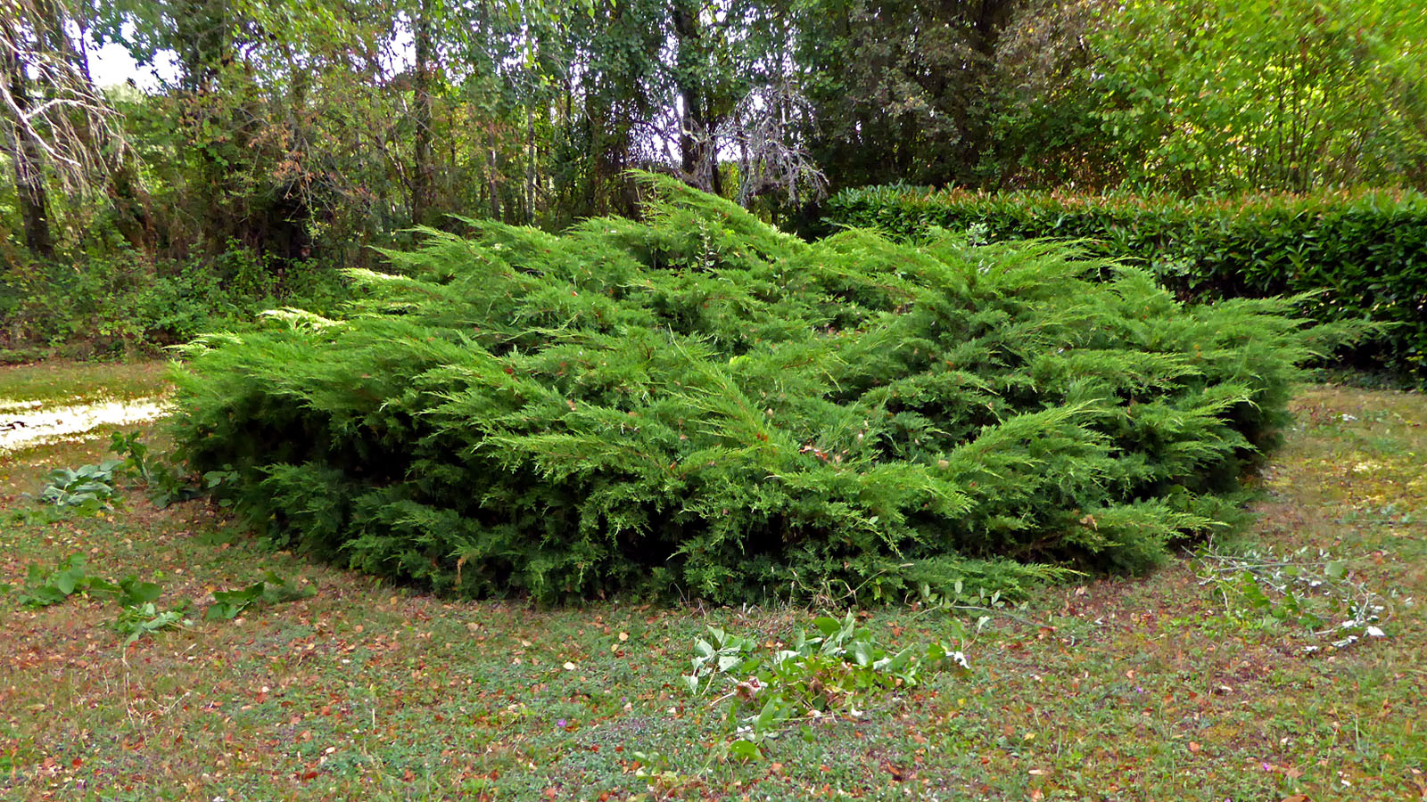 Living The Life In Saint Aignan Trimming And Waiting For Rain