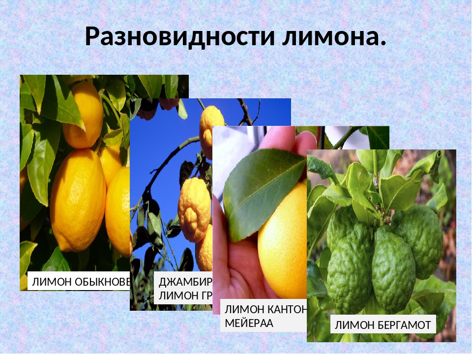 желтый цитрус. какие виды лимонов. лимон сорт мейер. лимон сорт мейер. сорт лимона оран.