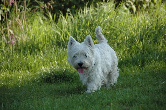 Dog, Westie, West Highland Terrier