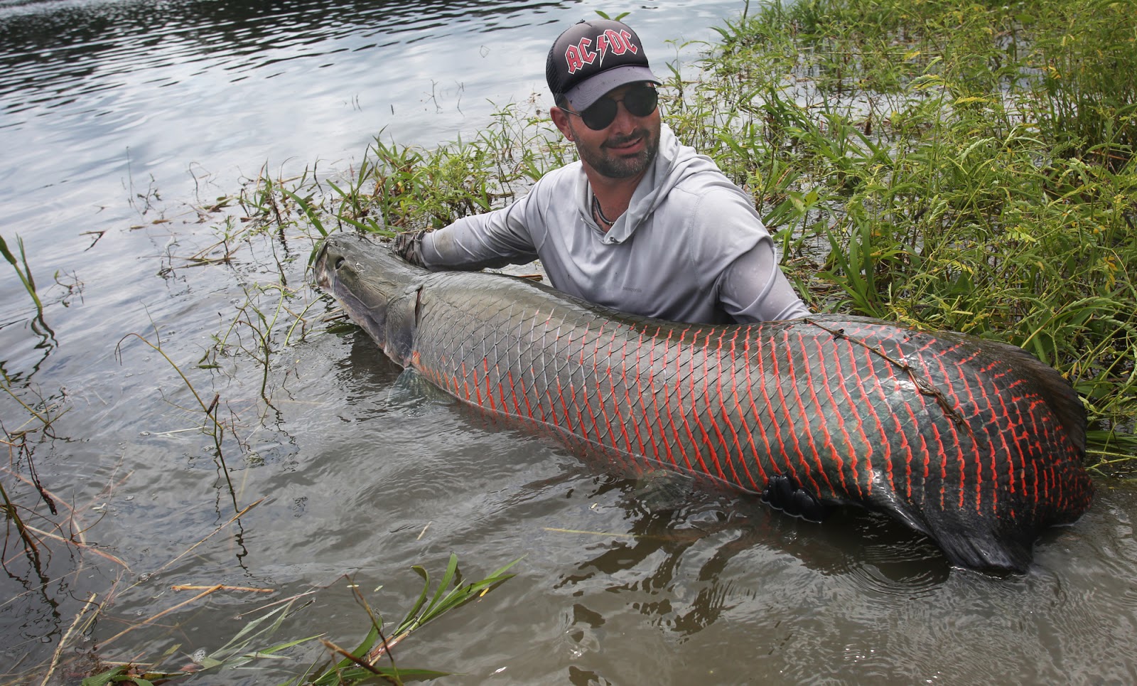 Jenis-Jenis Ikan Yang Hidup Di Perairan Sungai Amazon - Ikanesia