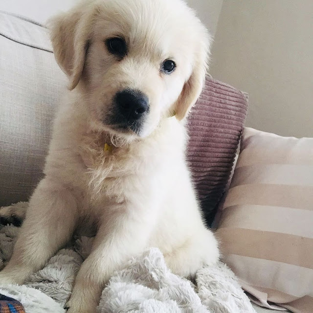 Available Puppies Noble Retrievers Puppies Farm