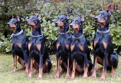 http://1.bp.blogspot.com/-S51q73GY2v8/TZymeJkdsAI/AAAAAAAAARI/j4cY5klxgN0/s400/doberman-pinscher-3.jpg