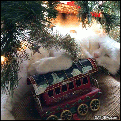 Christmas Cat GIF • White cat snoring while cuddling a choo choo train under the Xmas tree Christmas Cat GIF • White cat snoring while cuddling a choo choo train under the Xmas tree