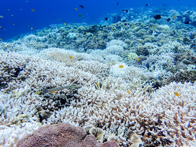 Meno wall - Gili Meno - Bali Lombok