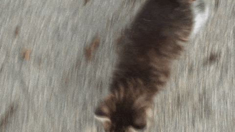 手前に走り続ける子猫のGIFアニメ