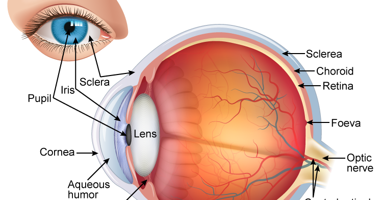 Human Eye मनुष्य की आंख Manushy Kee Aankh | Learn About Human Eye In