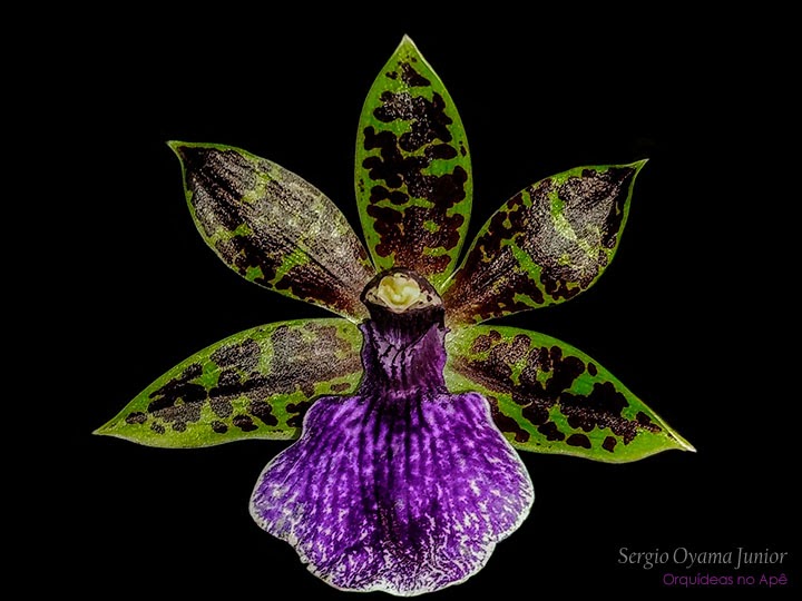 Orquídeas no Apê: Orquídea Zygopetalum