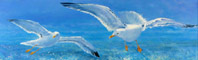 Seascapes and Seagulls