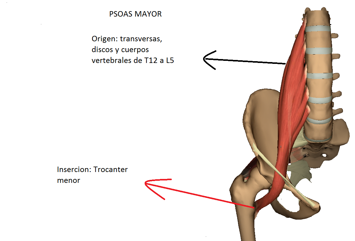 Psoas mayor e iliaco