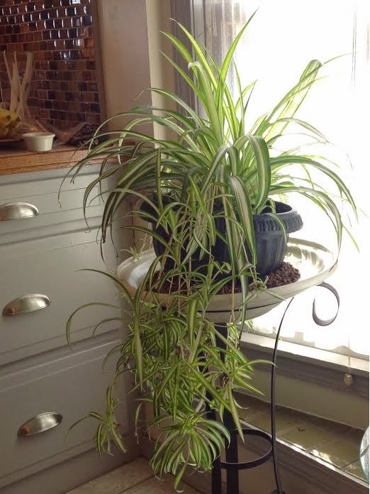 glenda's World : Keeping the Spider Plant inside During Winter