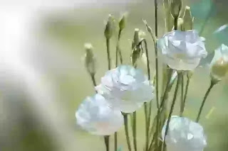 सपने में सफेद फूल देखना कैसा होता है | Sapne Me Safed Phool Dekhna Kaisa Hota Hai