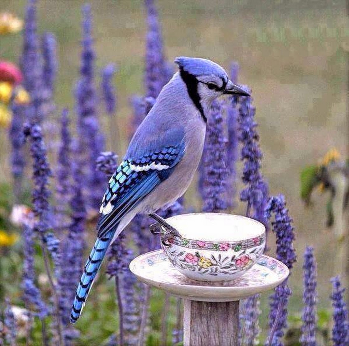 Chuck's Fun Page 2: Just animals - 20 photos