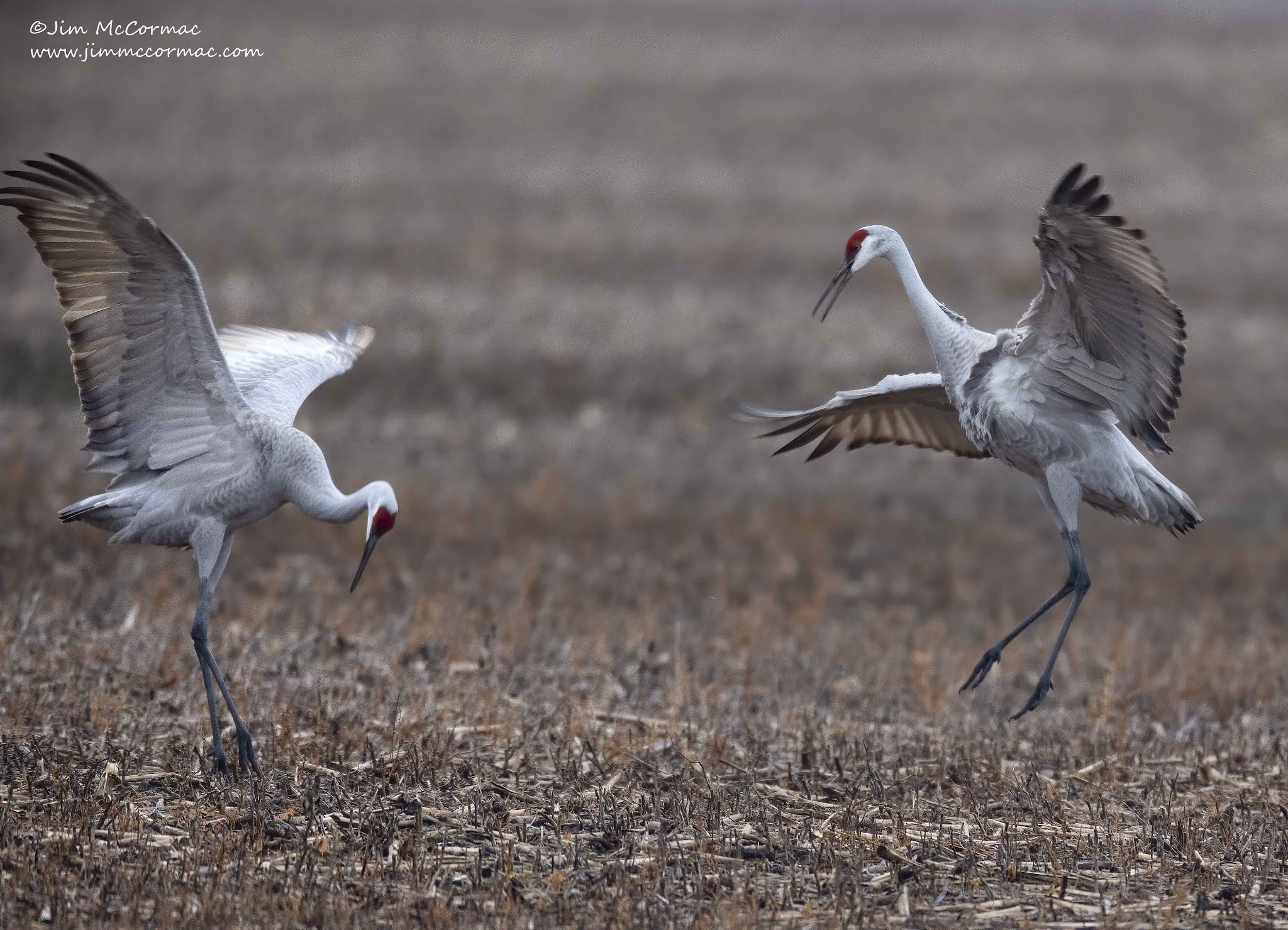 Why Do Sandhill Cranes Dance