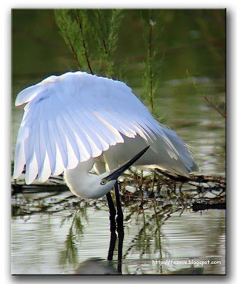 Egretta garzetta