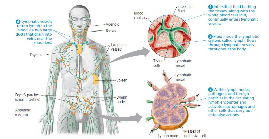 Sistem Imunitas Kekebalan Tubuh Manusia Dan Kelainan Pada Sistem Imunitas
